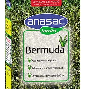 Semilla Bermuda Grass 250 g