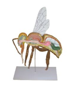 ABEJA ANATOMICA IMP.