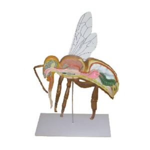 ABEJA ANATOMICA IMP.